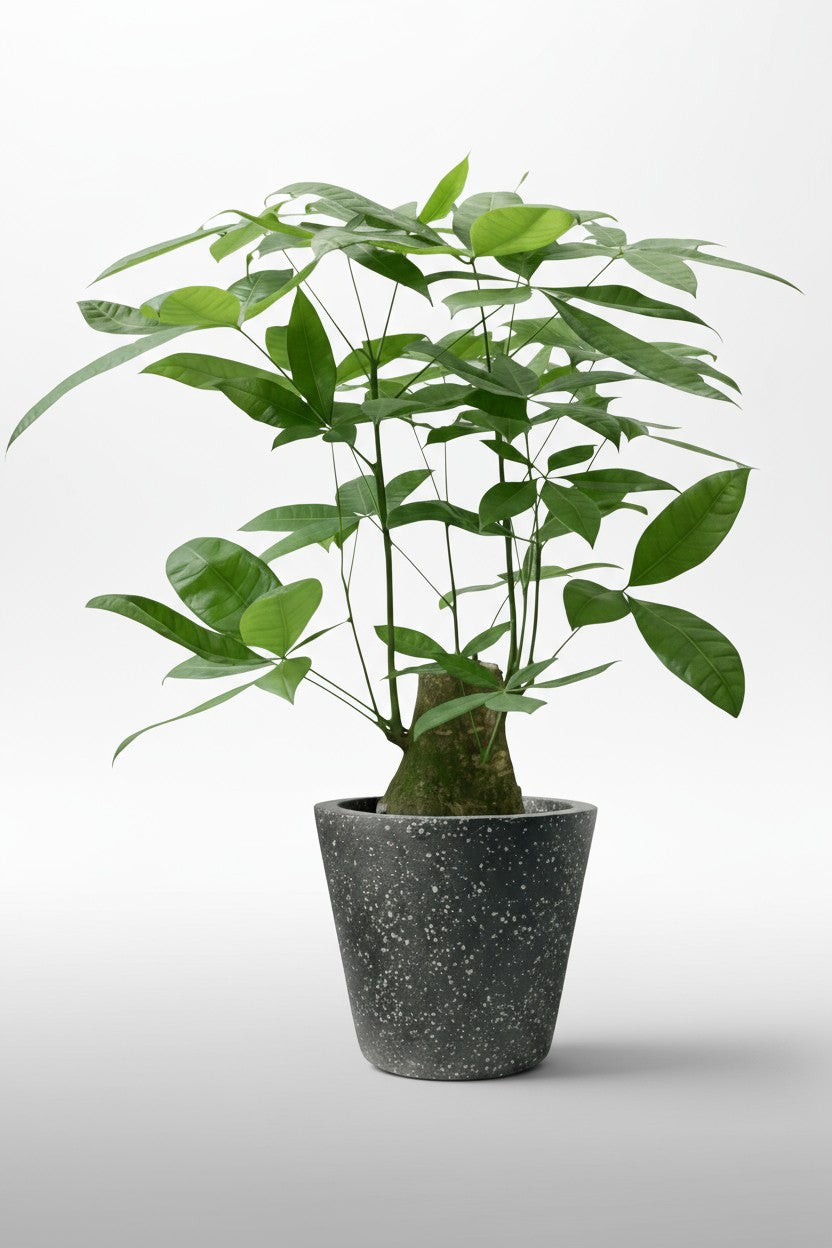 Money Tree - Single Trunk Junior