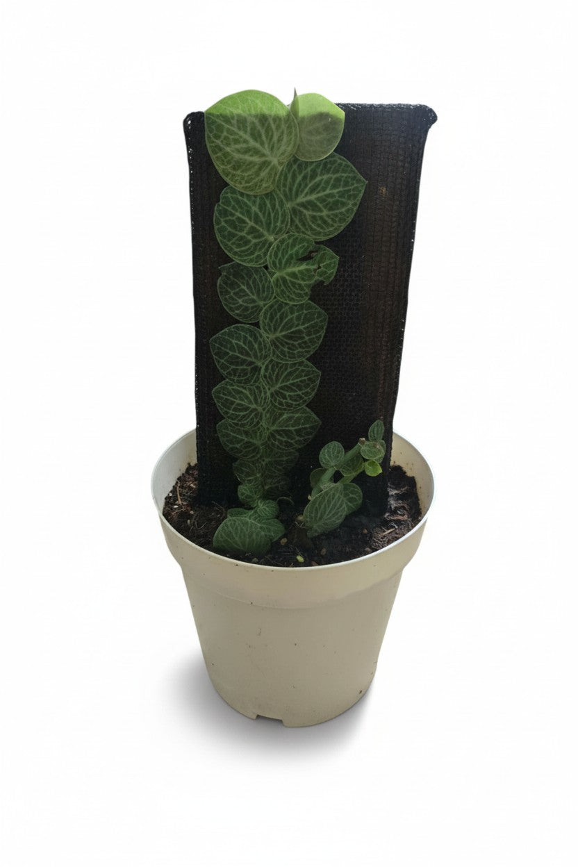Rhaphidophora Cryptantha - Large
