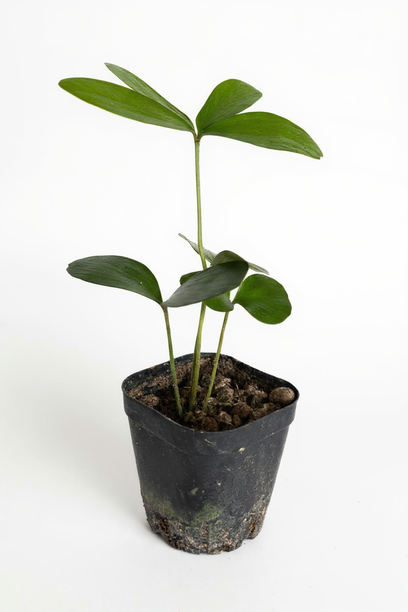 Zamia Furfuracea (Cardboard Palm)