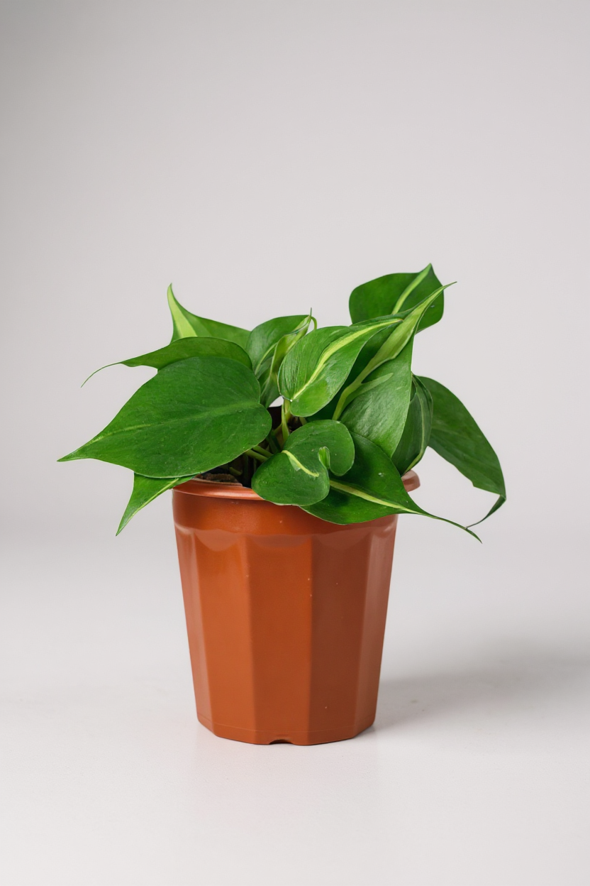 Philodendron Brasil