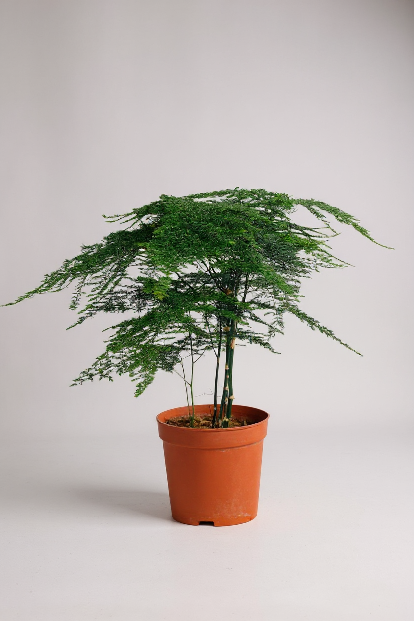 Grow Pot