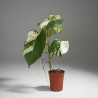 Monstera Albo Variegata Junior — Established Plant (Limited Batch)