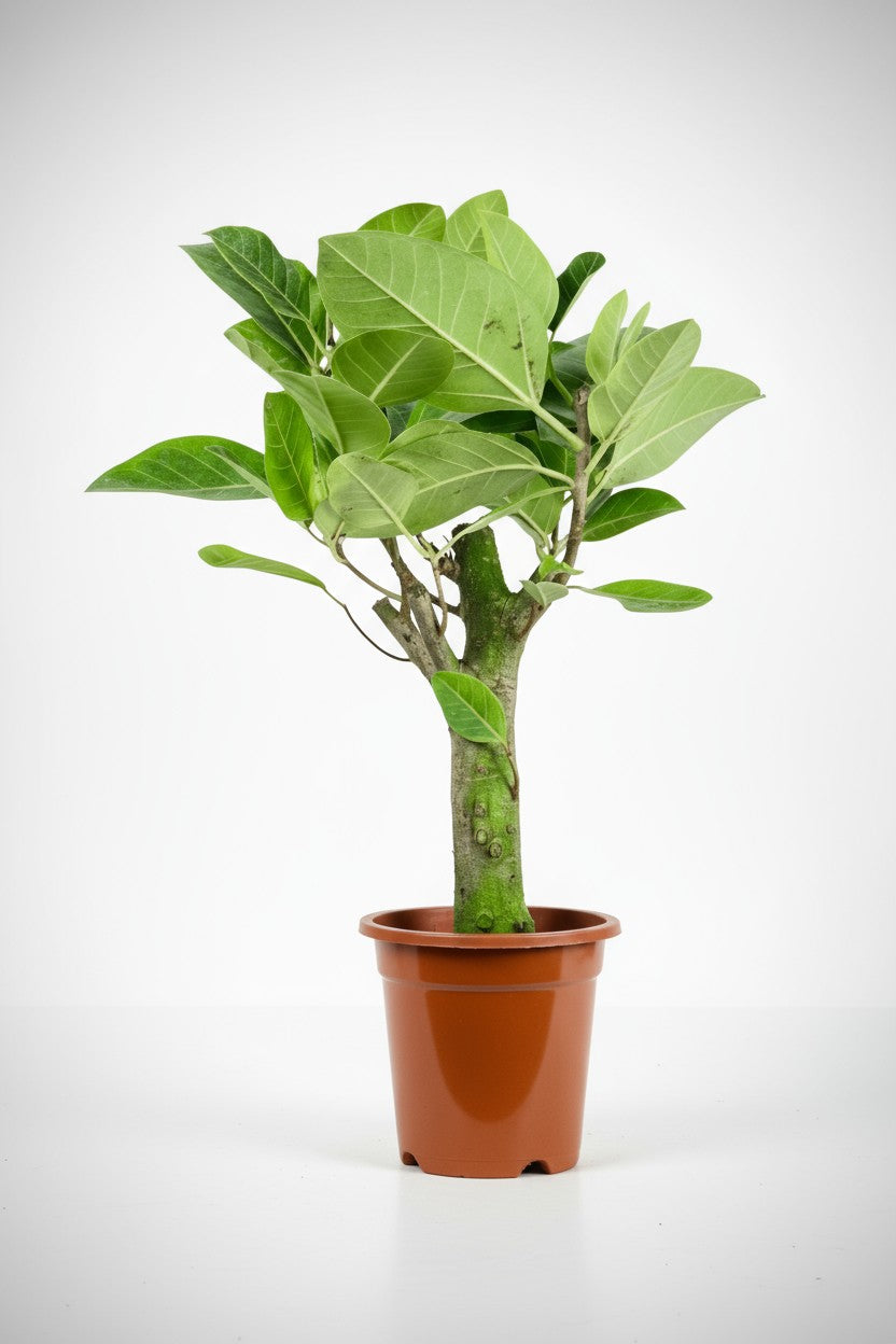 Ficus Elastica Lemon Lime