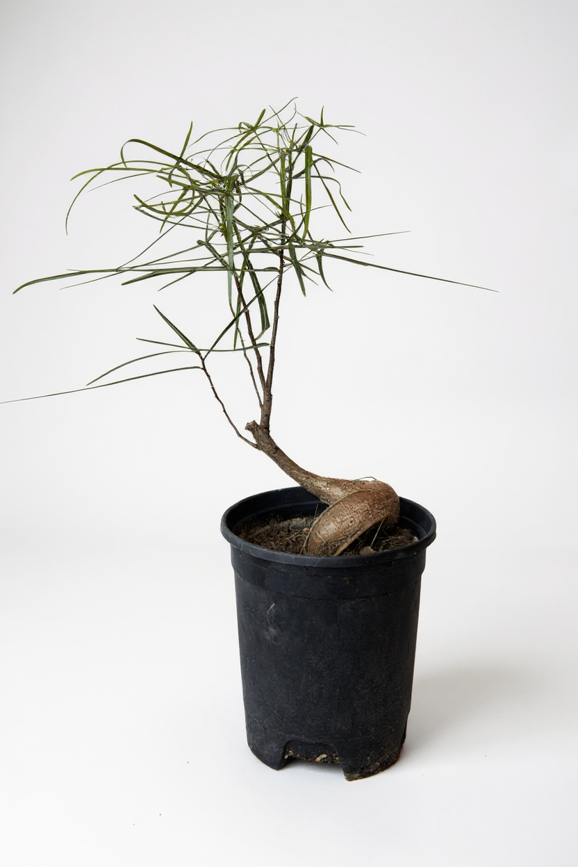 Grow Pot