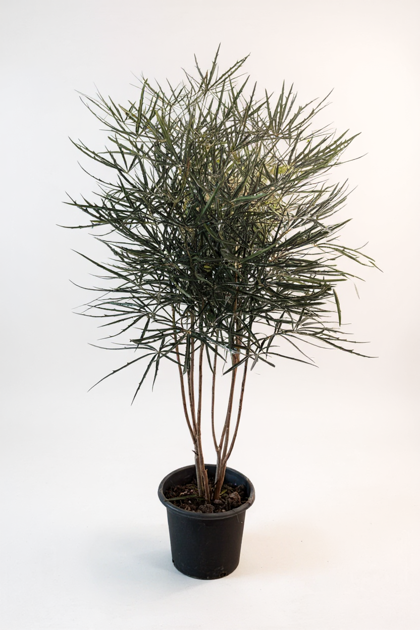 Grow Pot