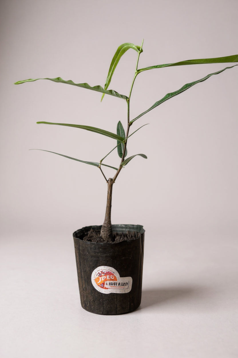 Grow Pot
