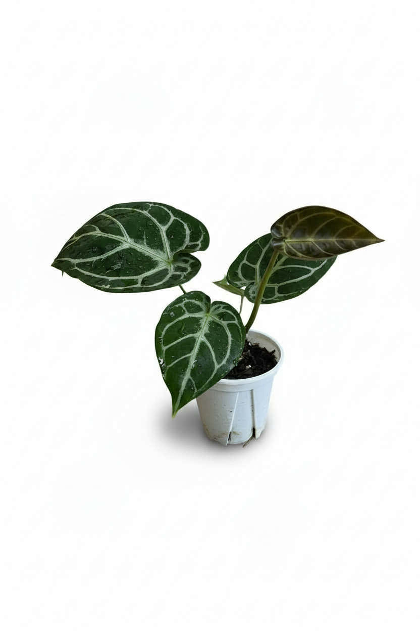 Grow Pot