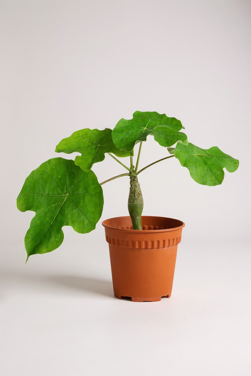 Jatropha Podagrica