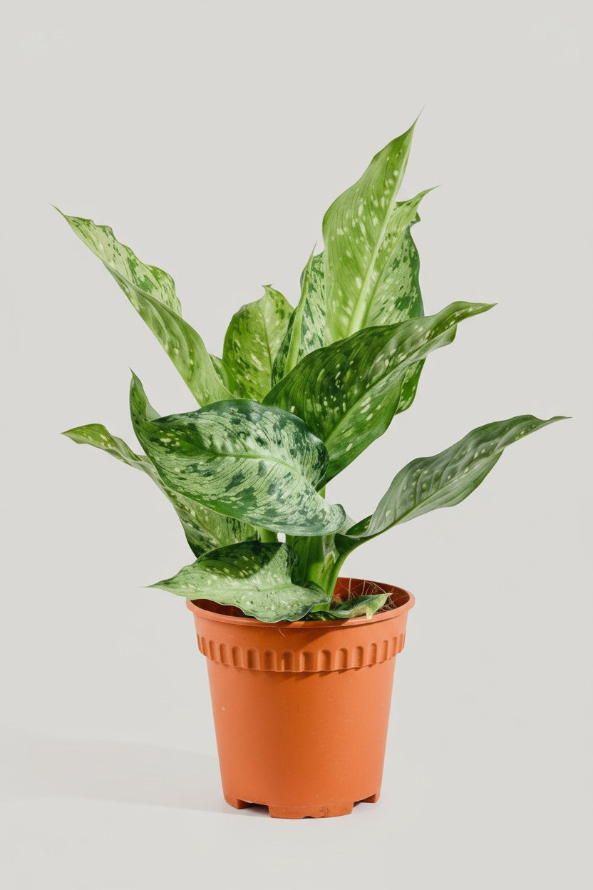 Dieffenbachia Americano