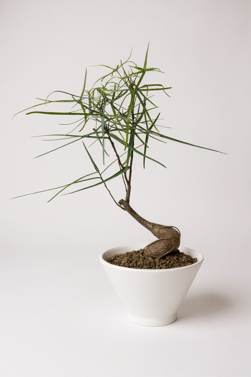kadema bonsai handwashed pot