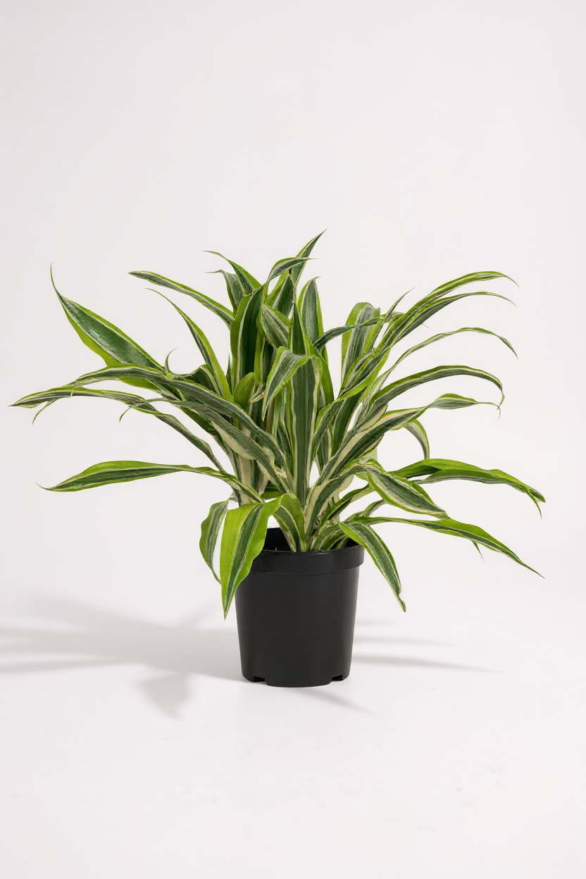 Grow Pot
