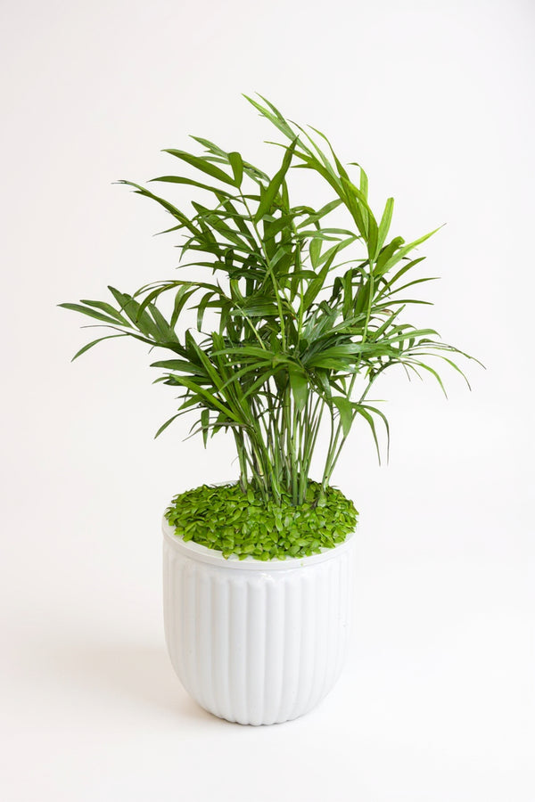 Java Palm Hydro - Self Watering