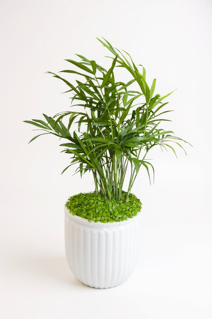 Java Palm Hydro - Self Watering