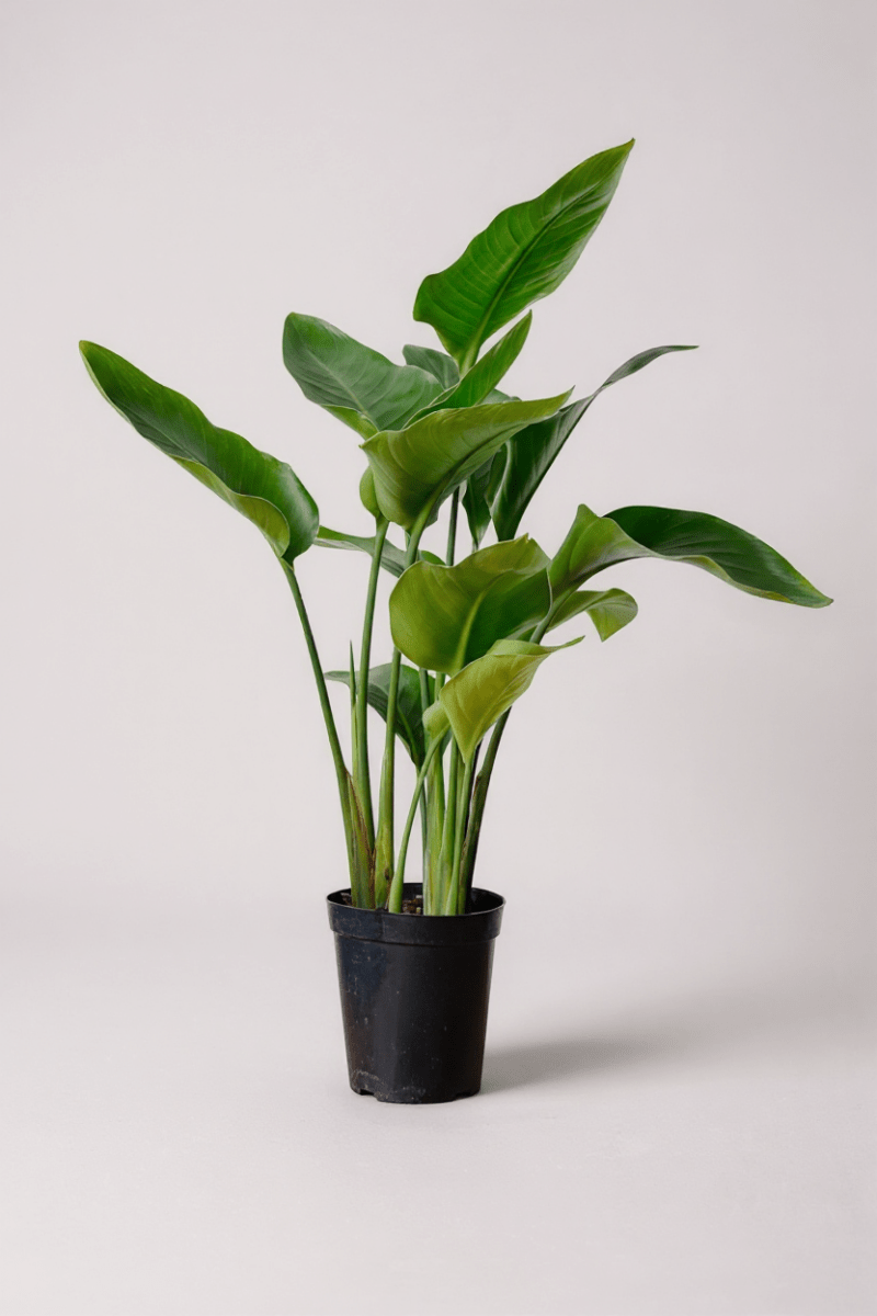 Grow Pot
