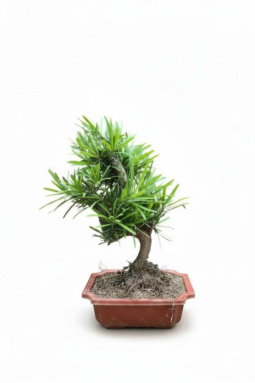 Podocarpus Macrophyllus Bonsai