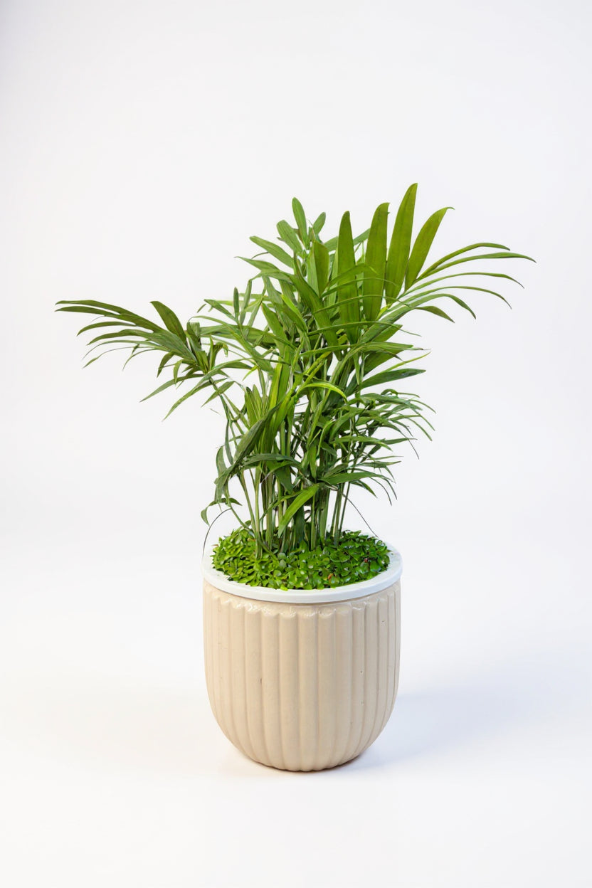 Java Palm Hydro - Self Watering