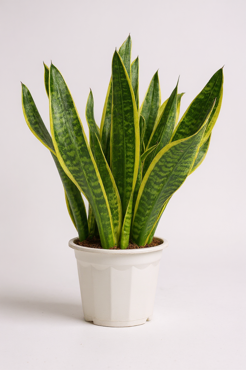 Grow Pot