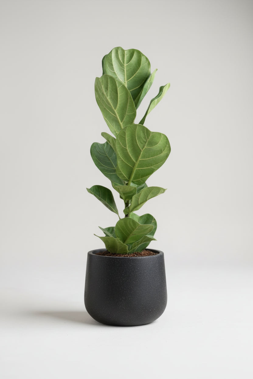 Large Ficus Lyrata