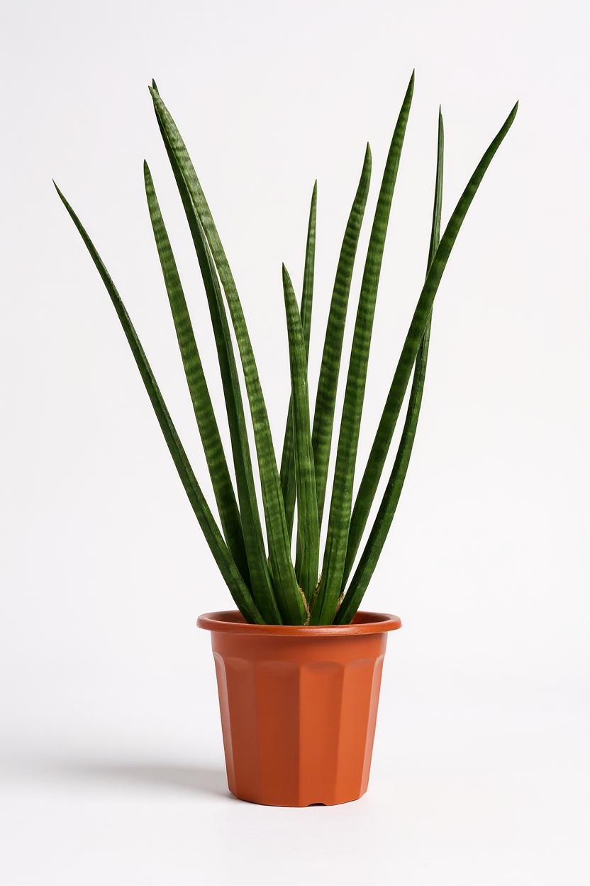 Grow Pot