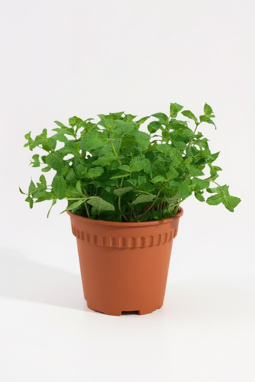 Assorted Mint Plant - Potted plant -  Tumbleweed Plants