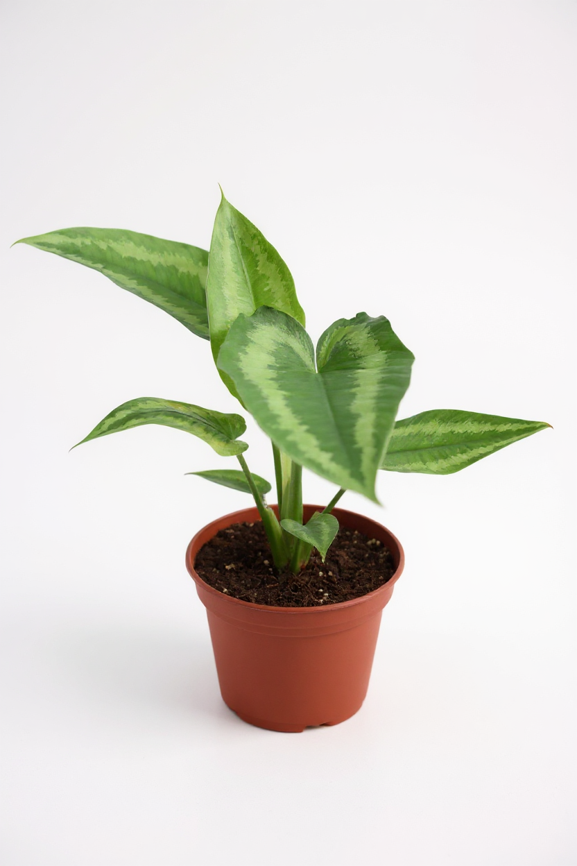 Grow Pot