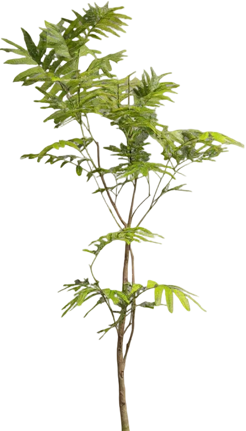 Everfresh Tree (Japan) Standard