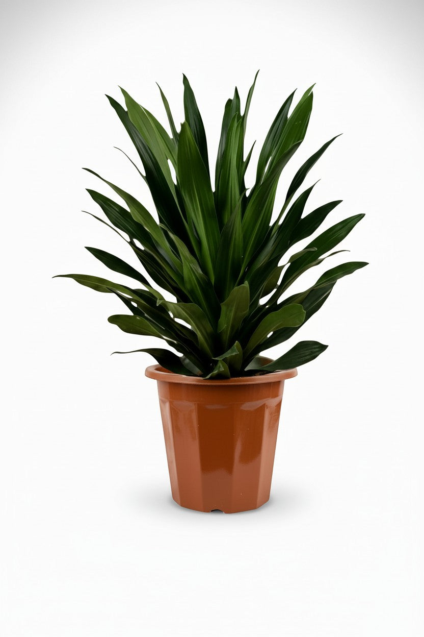 Dracaena Aubryana