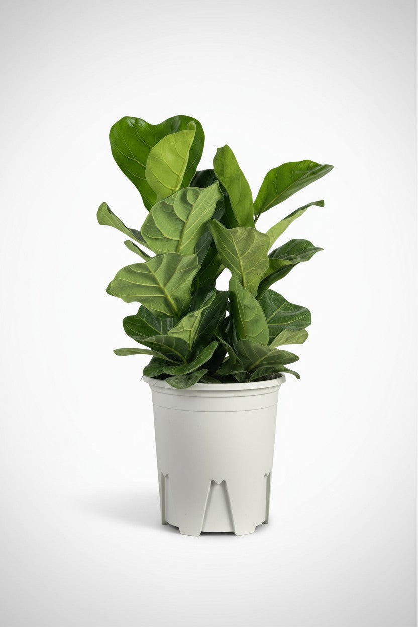 Grow Pot