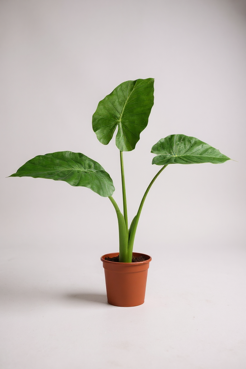 Grow Pot
