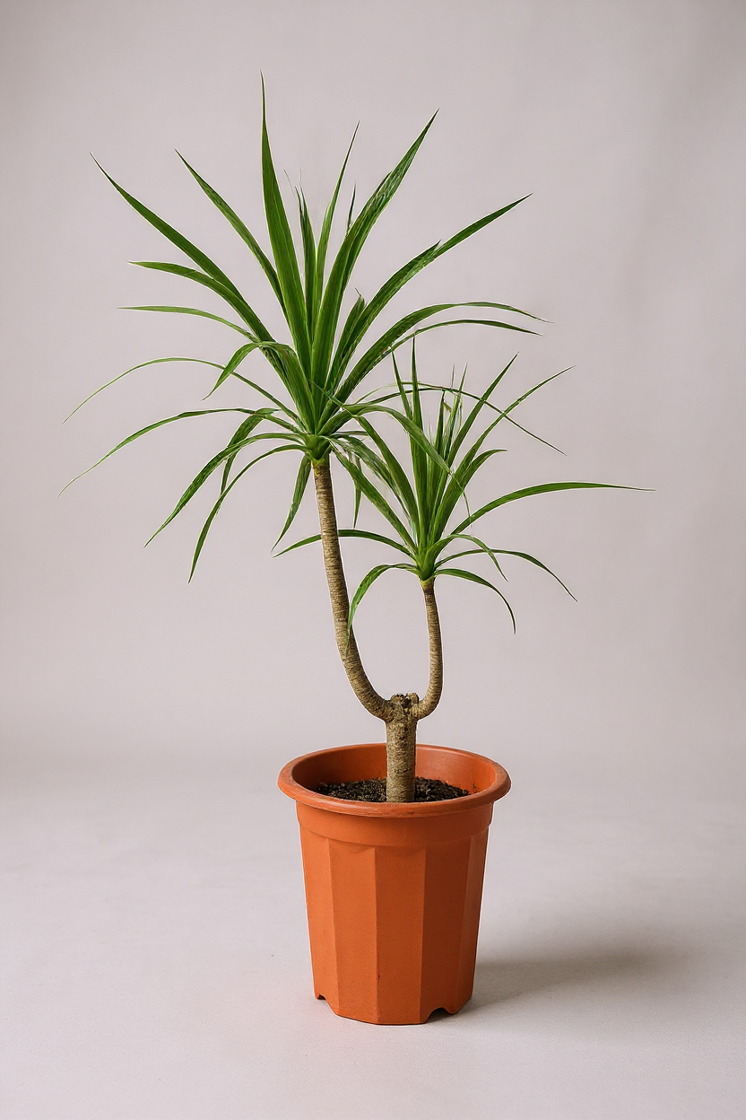 Grow Pot