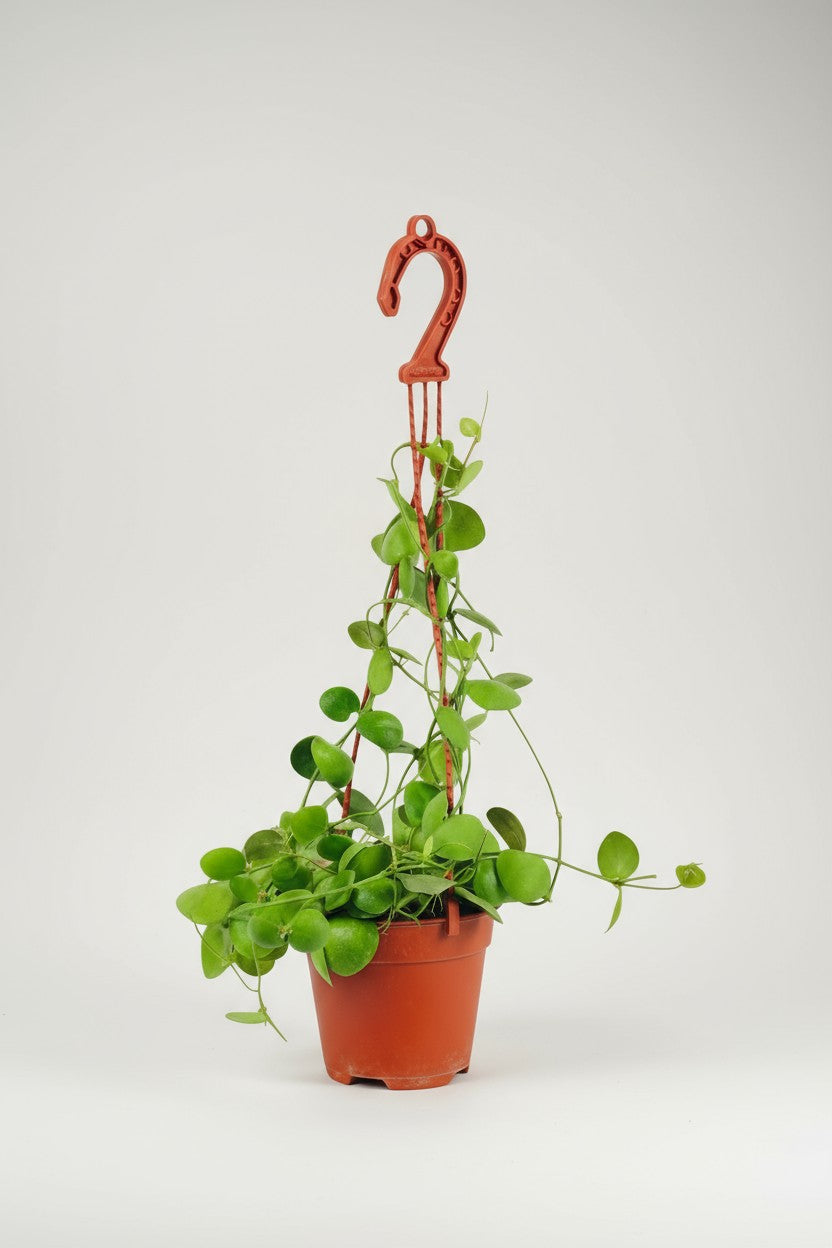 Grow Pot