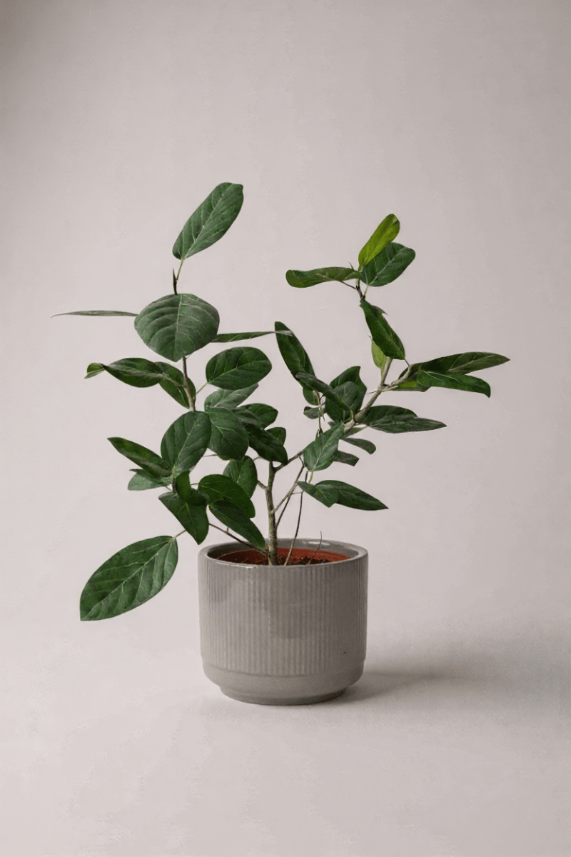 Ficus Audrey Benghalensis / Japanese Golden Leaf Fig - Potted plant - POTT - FICU - JCP - 4206 - Tumbleweed Plants - Online Plant Delivery Singapore