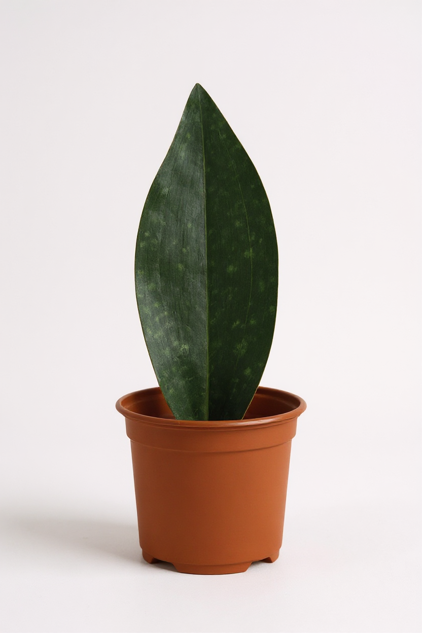 Whale Fin Snake Plant - Large - Potted plant -  Tumbleweed Plants