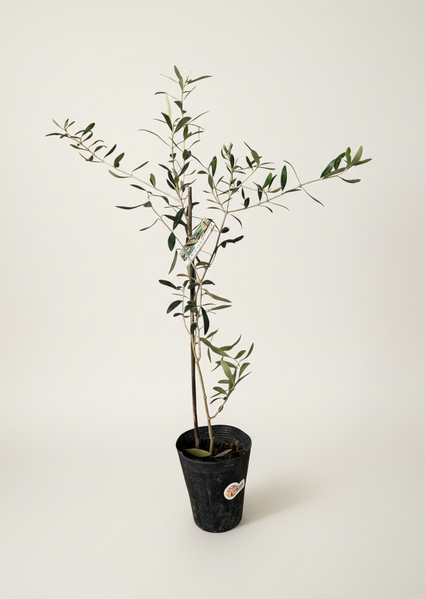 Olive Tree Standard - Japan