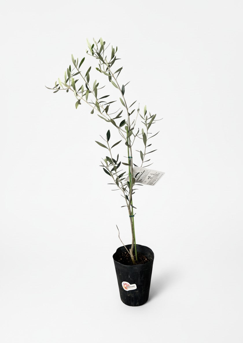 Grow Pot