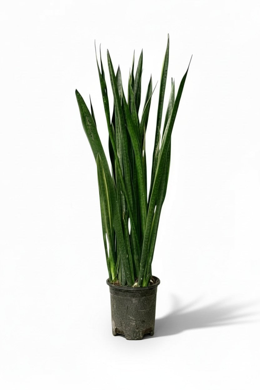 Sansevieria Black Gold