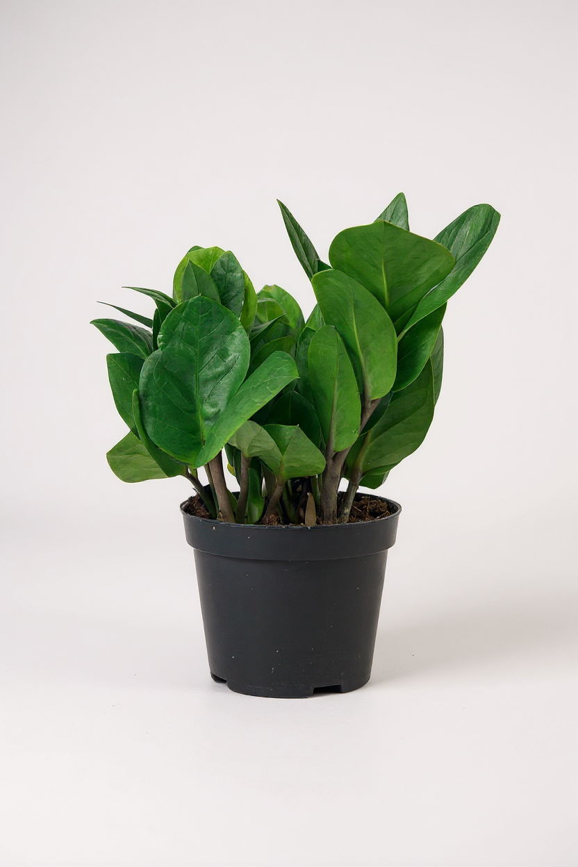 Grow Pot