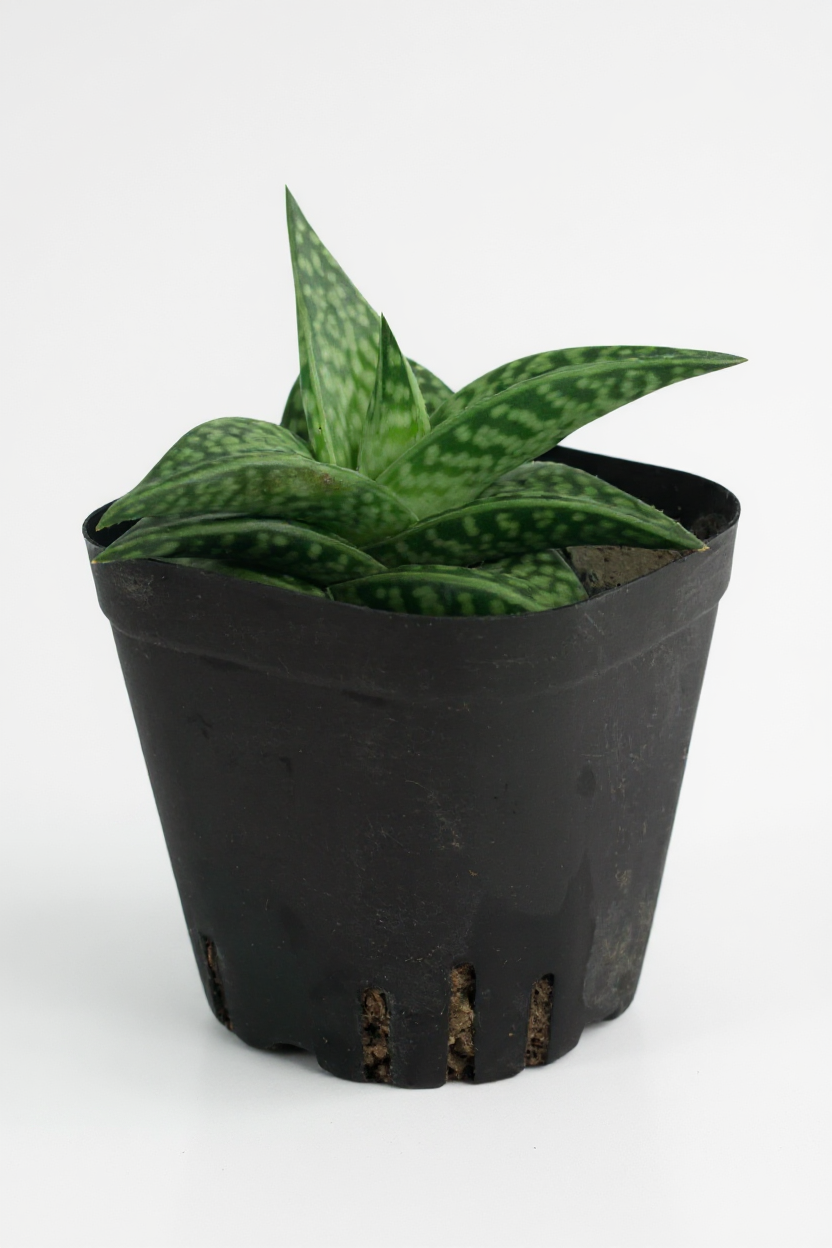 "Tiger" Aloe