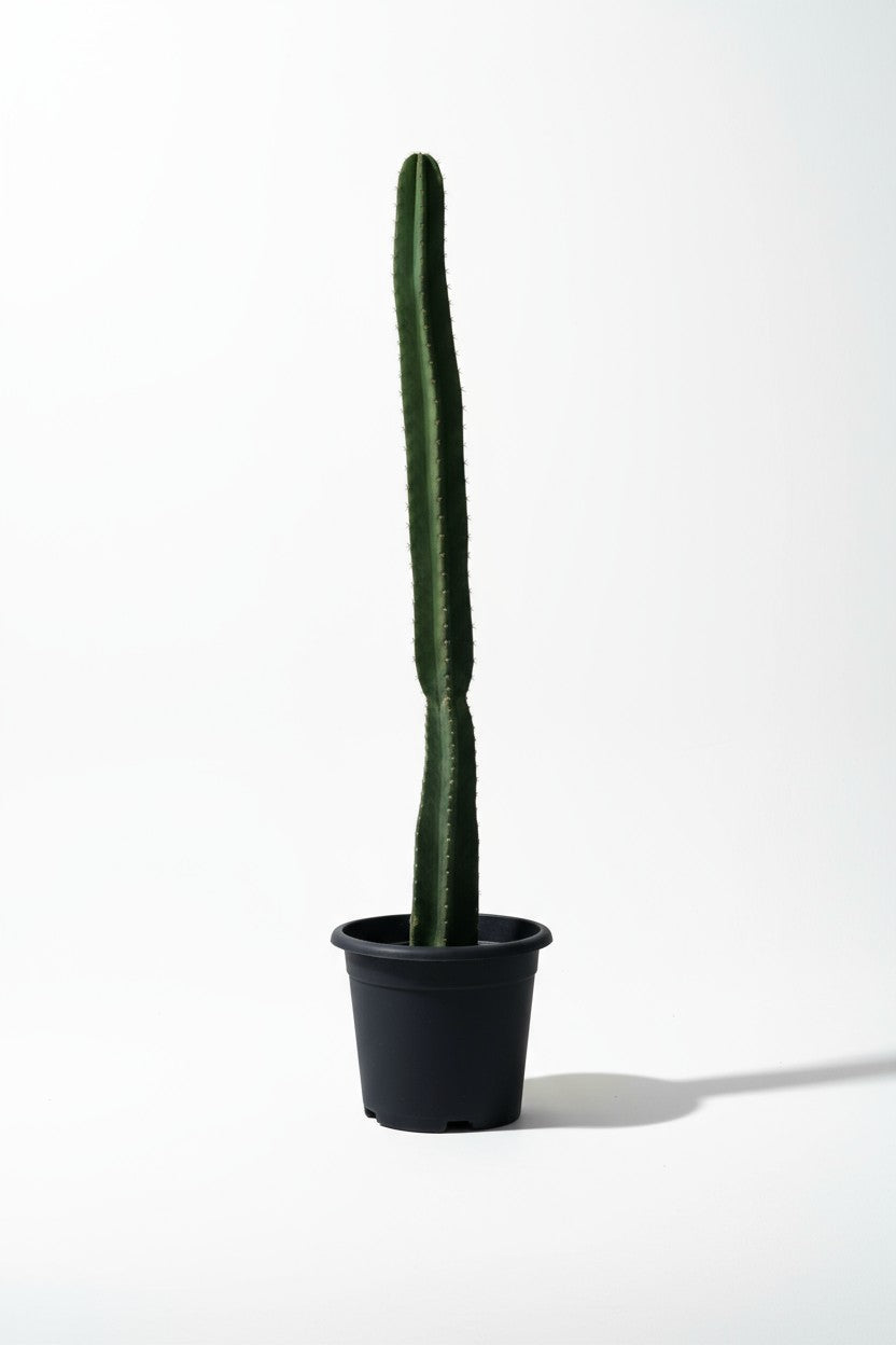 Hedge Cactus "Cereus repandus"