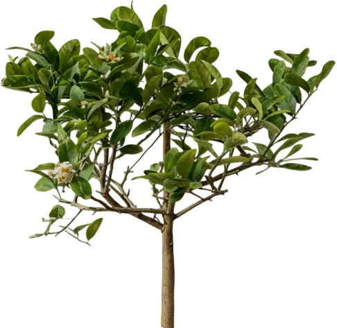 Junior Lemon Tree