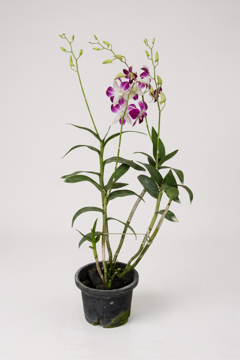 Grow Pot