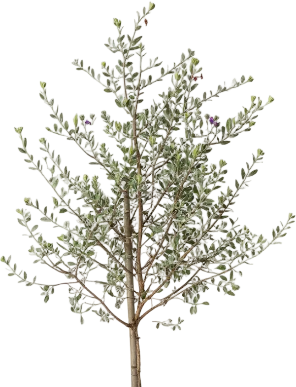 Leucophyllum Frutescens – Texas Sage / Silver Bush
