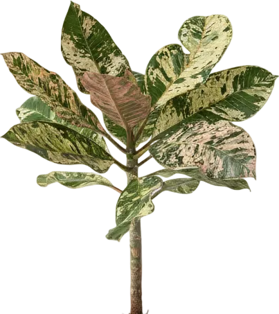 Frangipani Junior