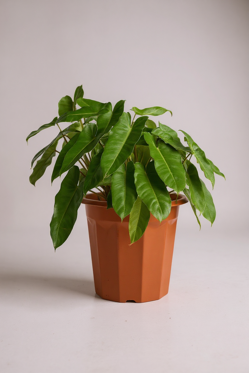 Grow Pot