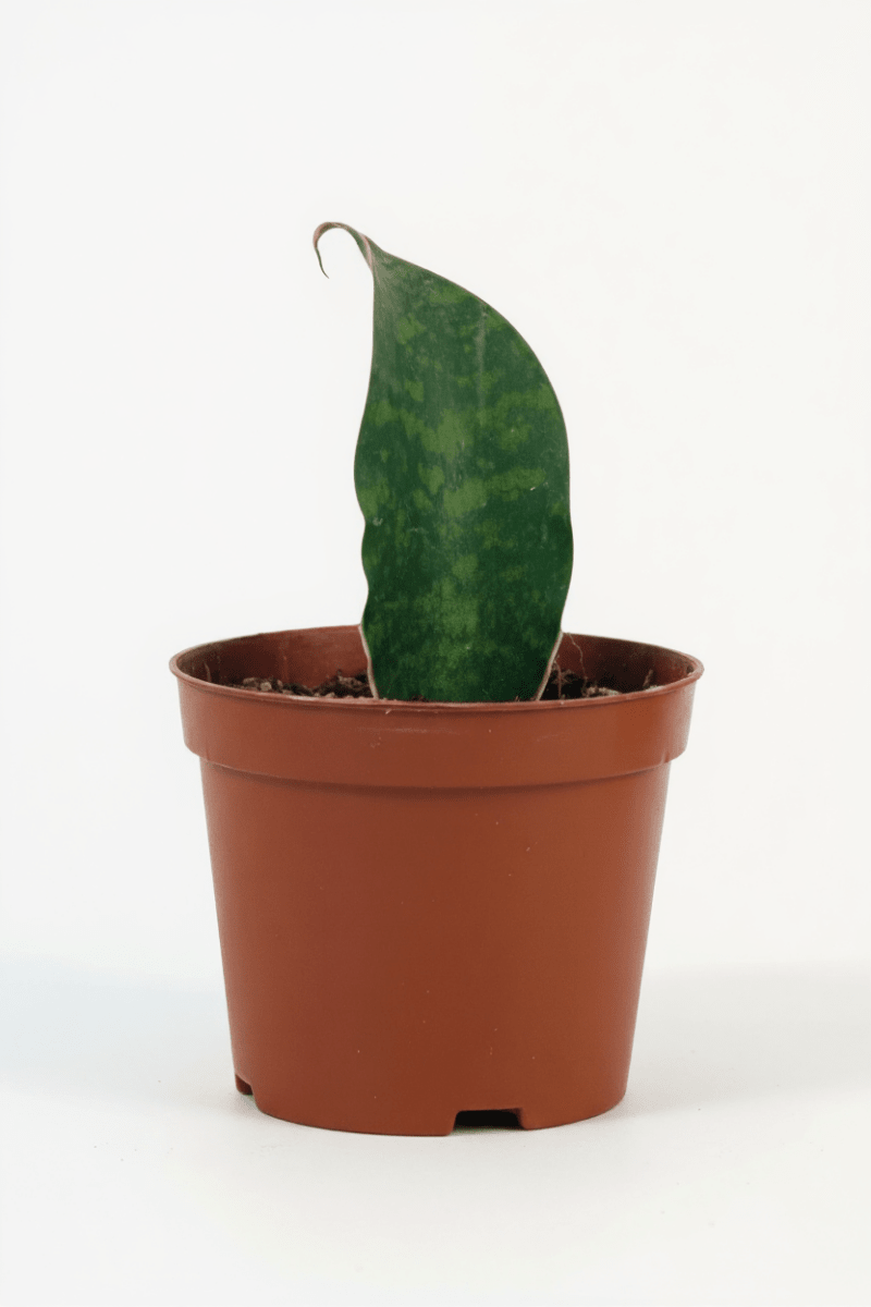 Grow Pot
