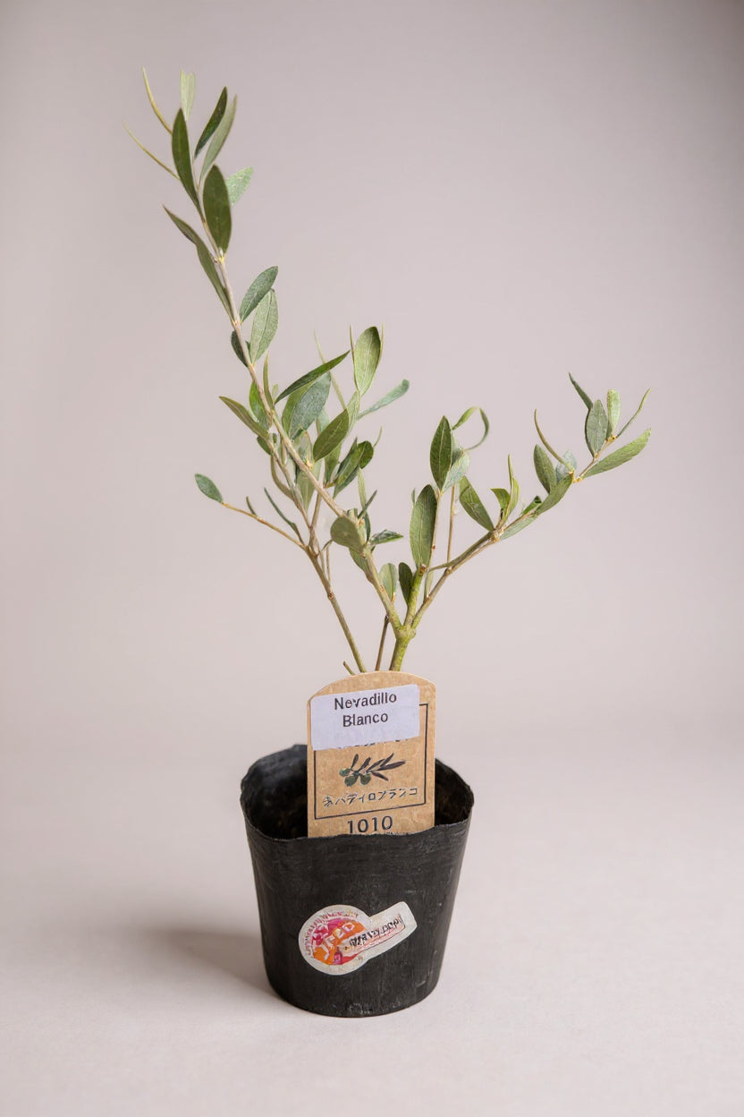Olive Plant Kodomo - Japan