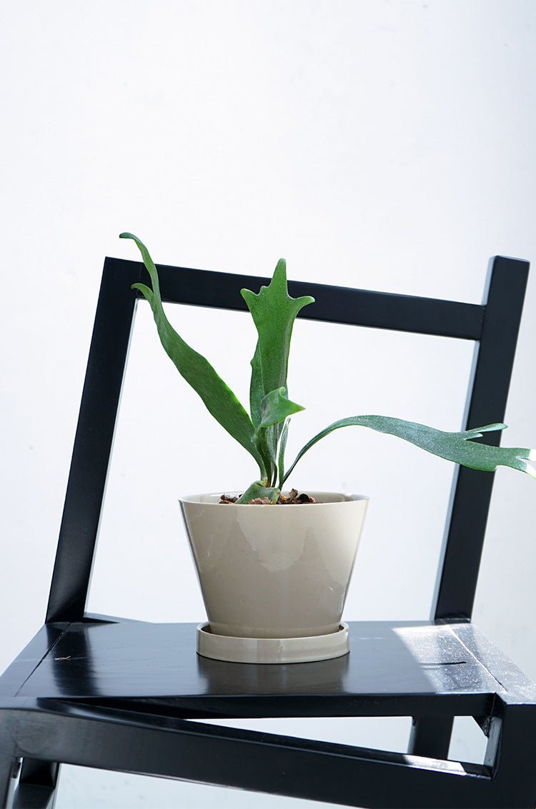 Retro Glazed Planter - Planter - 5648632823312 - Tumbleweed Plants - Online Plant Delivery Singapore
