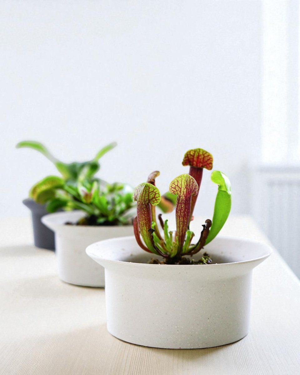Ripple Bowl Ceramic Planter - Planter - 5052766219355 - Tumbleweed Plants - Online Plant Delivery Singapore