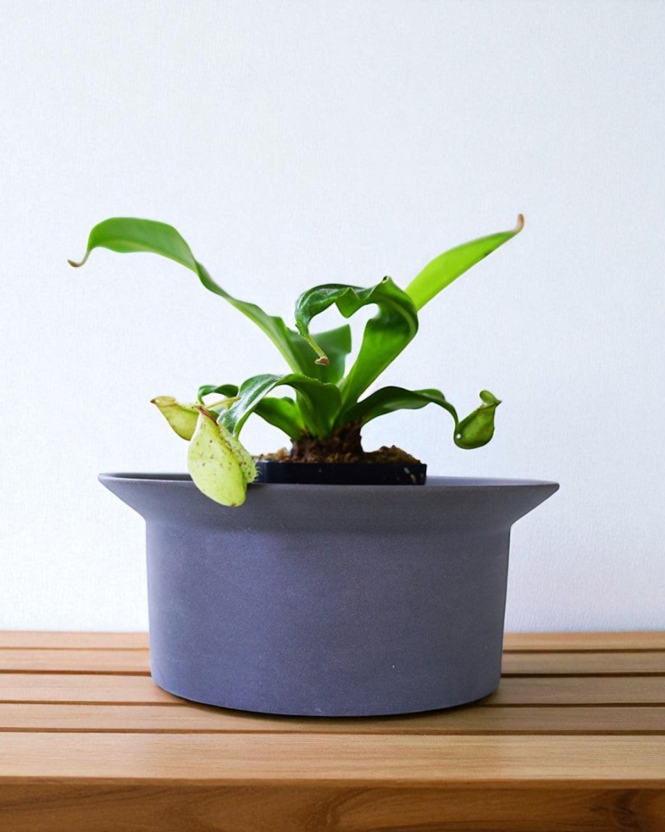Ripple Bowl Ceramic Planter - Planter - 5052766219355 - Tumbleweed Plants - Online Plant Delivery Singapore