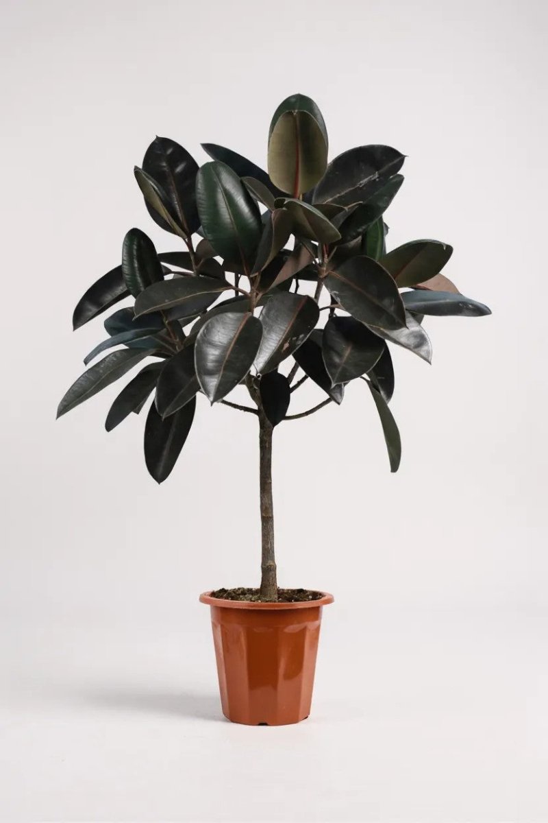 Grow Pot